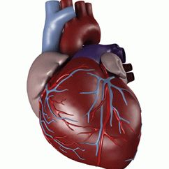 лечение аритмии сердца у детей